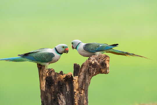 A pair of malabar parakeets fighting on a perch for a position to feed on rice paddy in the outskirts of Shivmoga, Karnataka