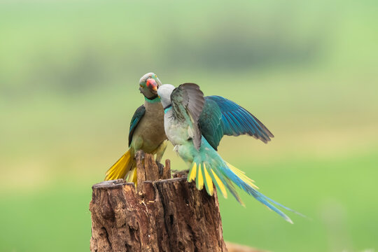 A pair of malabar parakeets fighting on a perch for a position to feed on rice paddy in the outskirts of Shivmoga, Karnataka