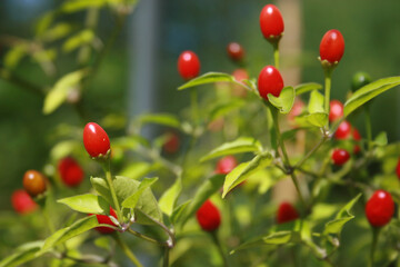 Native Pepper of Texas Chiltepin Pepper Capsicum annuum var. glabriusculum