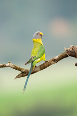 A female plum-headed parakeet perched on a tree branch and feeding on paddy seeds in the paddy fields on the outskirts of Shivamooga, Karnataka