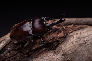 Black background photo of a male beetle holding onto a branch