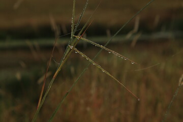 Morning dew on grass around the lake. Spider webs and Water Lillies.