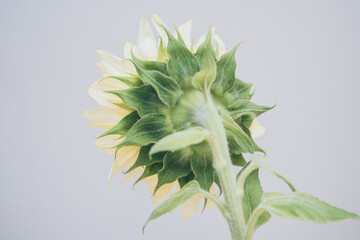 Back view of bright yellow sunflower, the beauty of nature