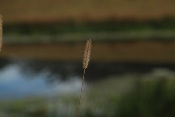 Morning dew on grass around the lake. Spider webs and Water Lillies.