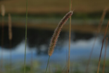 Morning dew on grass around the lake. Spider webs and Water Lillies.