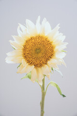 A close-up shot of a round, bright yellow sunflower