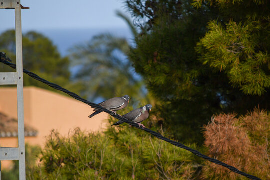 Tortolas en el cable