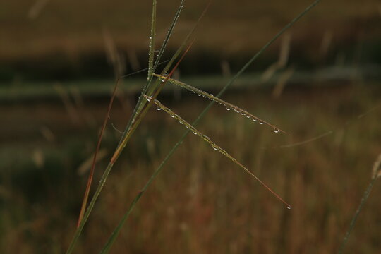 Morning Dew On Grass Around The Lake. Spider Webs And Water Lillies.