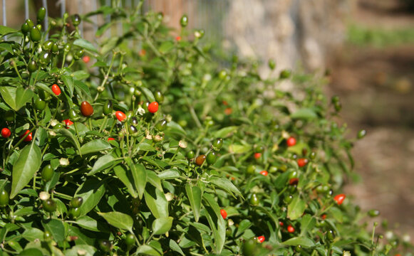Native Pepper of Texas Chiltepin Pepper Capsicum annuum var. glabriusculum