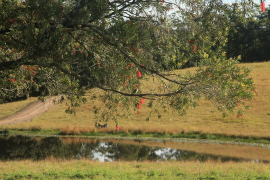 Morning Dew On Grass Around The Lake. Spider Webs And Water Lillies.