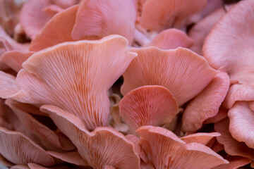 Close-up of pleurotus djamor or pink oyster mushrooms background - obrazy, fototapety, plakaty
