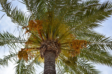 Palmera tropical