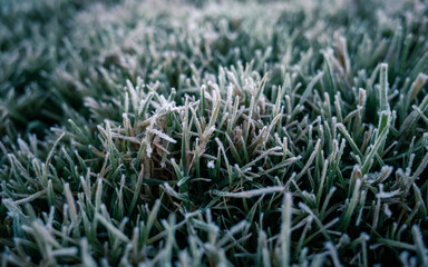 Grass with frost
