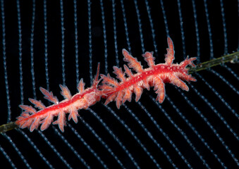 Obraz na płótnie Canvas Nudibranch (sea slug) - Doto sp. Underwater macro life of Tulamben, Bali, Indonesia. 