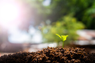 Plant, growth, grow. Seedling grow in the soil with sun light.