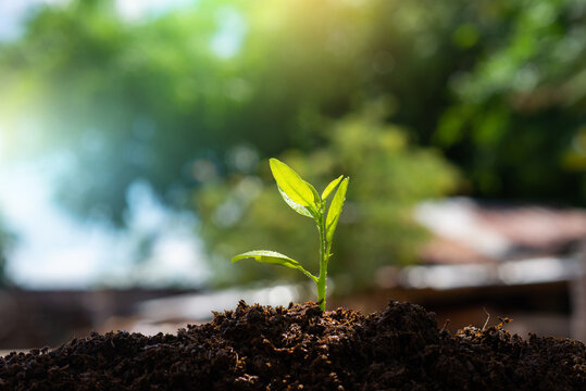 Plant, growth, grow. Seedling grow in the soil with sun light.