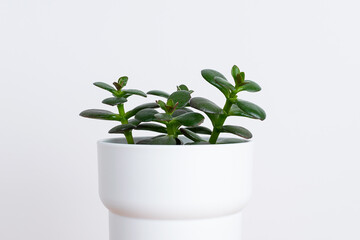 Home plant succulent in white pot.