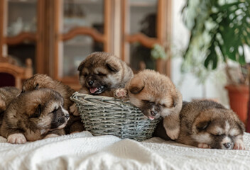 Funny little puppies lie and rest on a blanket.