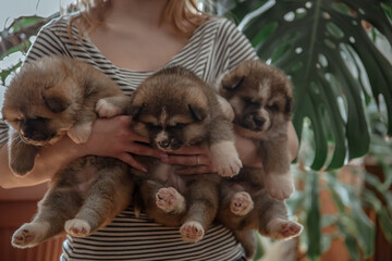 Small newborn puppies in the hands of the owner.