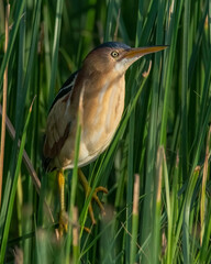 Least Bittern