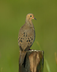 Mourning Dove perched on a post