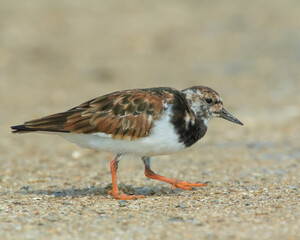 Ruddy Turnstone
