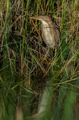Least Bittern reflection