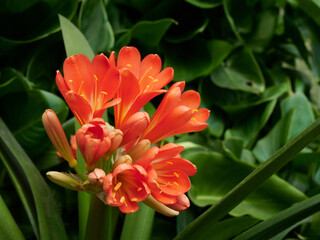 Obraz premium The orange Kafir lilies just started blooming