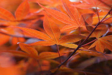 Zoom up vermilion leaves,MOMIJI