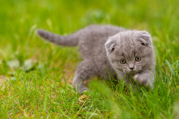 Naklejka na ściany i meble Small gray fold kitten walks on green grass in the park and plays with blades of grass