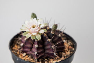 Cactus flowers that bloom in May