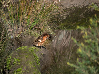 Duck Preening