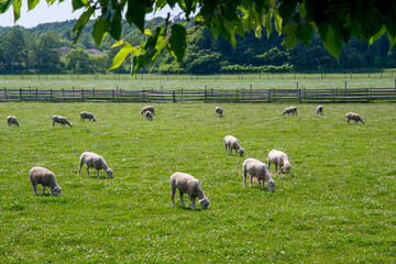 Obraz premium 牧場の羊 北海道