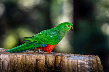  King Parrot On Stump