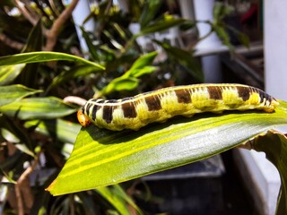 caterpillar on a branch