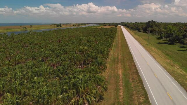 Palm trees and river near Lake Okeechobee. Aerial view.