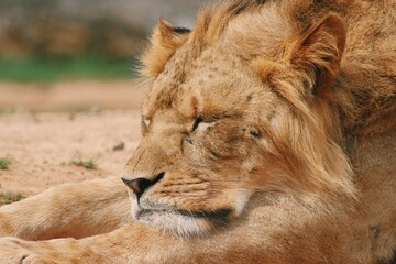 Sleeping Lion
