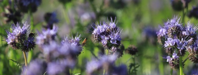 phacélie et butinage
