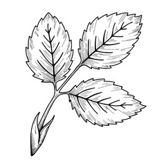 Rose leaf. Vector line art illustration EPS 10. Hand drawn realistic botanical black and white hatched sketch. Isolated element on white background.
