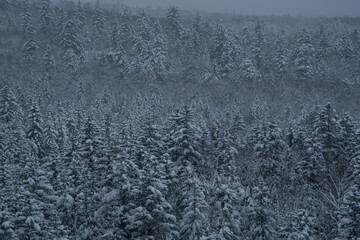 雪が降り積もった森  北海道美瑛町