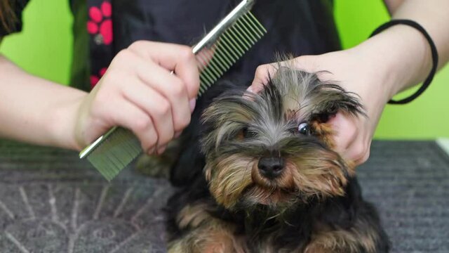 Groomer combs of Yorkshire Terrier. extras at the pet store