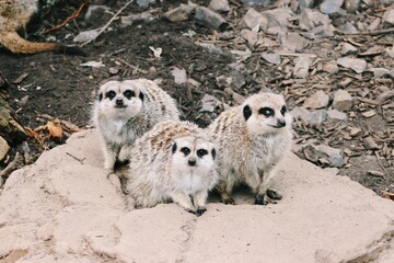 Meerkats