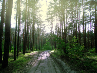 sunlit dirt road in pine forest with green undergrowth