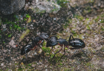 black ants on a rock