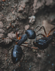 black ant on the ground