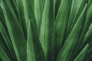 close up of leaf