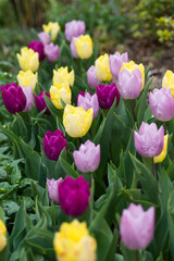 Red, yellow and pink tulip flowers are in bloom. 