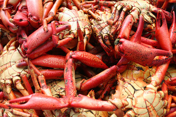 Close-up of red crabs. Plate of food. Sea dish.