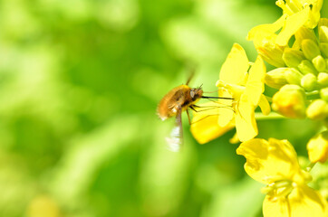 ホバリングしながら菜の花の蜜を吸うハナアブ