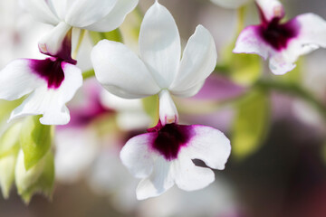 Fototapeta na wymiar background texture nature white, purple flowers orchid in garden 